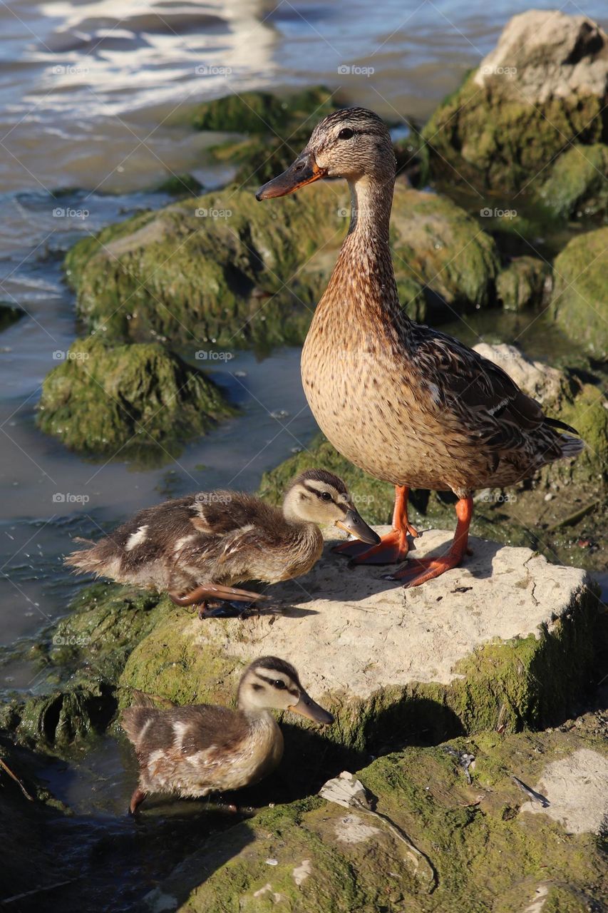 Mallard and ducklings