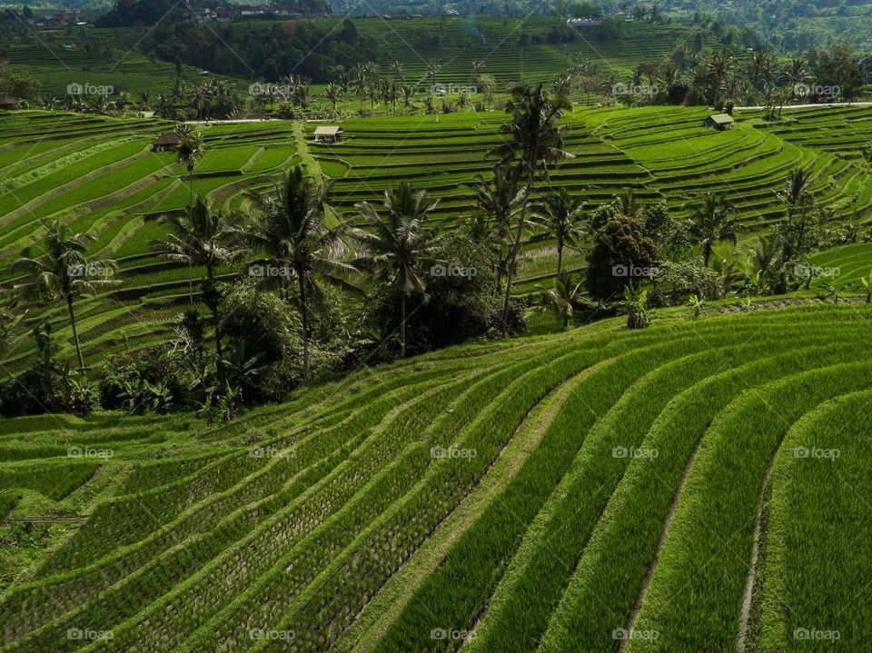 the lush rice terraces