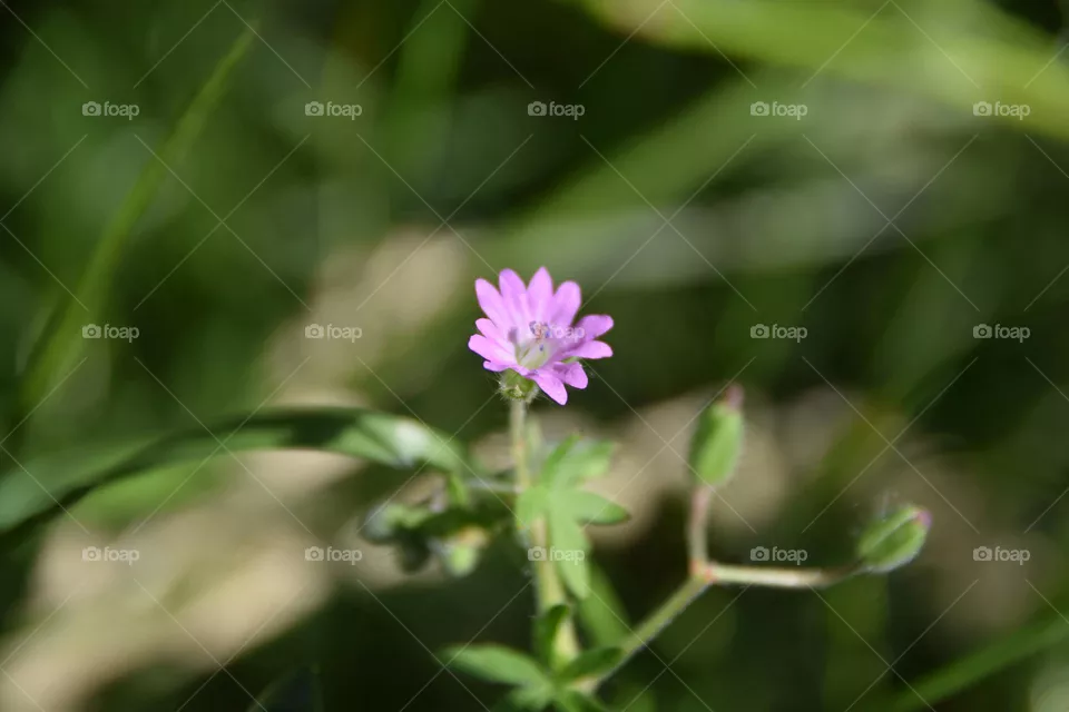 Wildflower