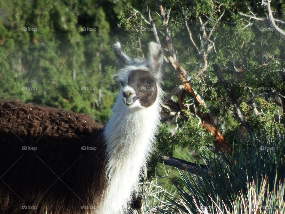 Llama on a California ranch.