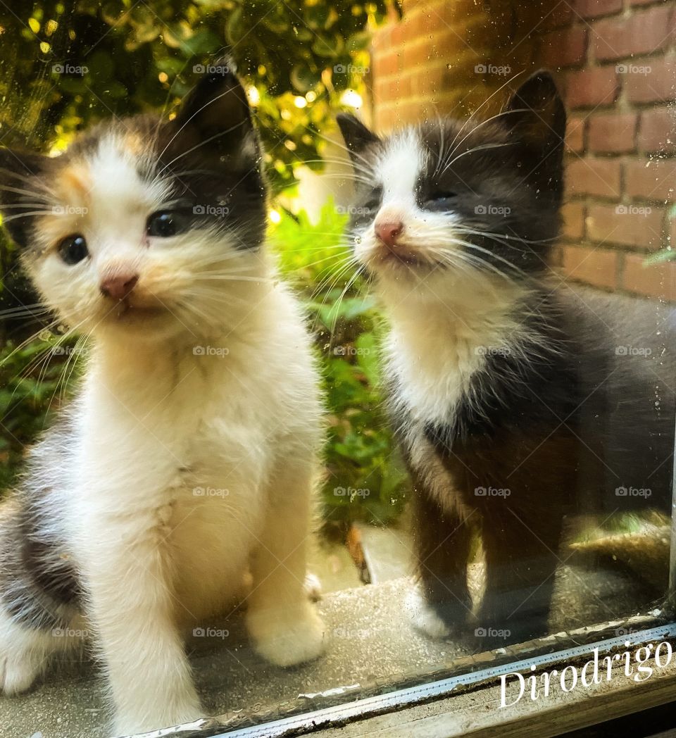 “The smallest feline is a masterpiece.” 