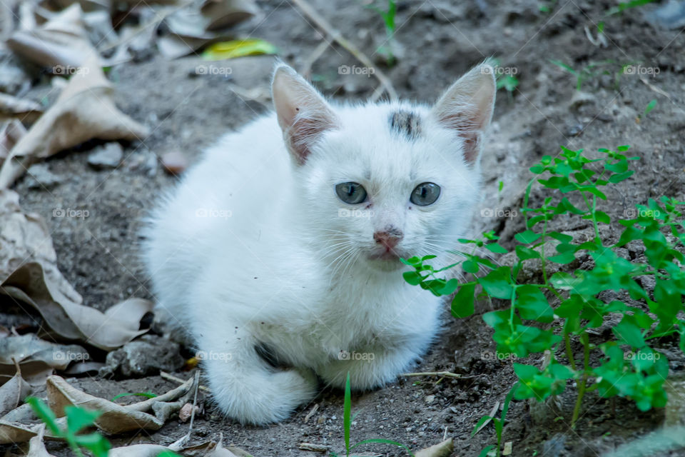 Small cat sitting in a garden
