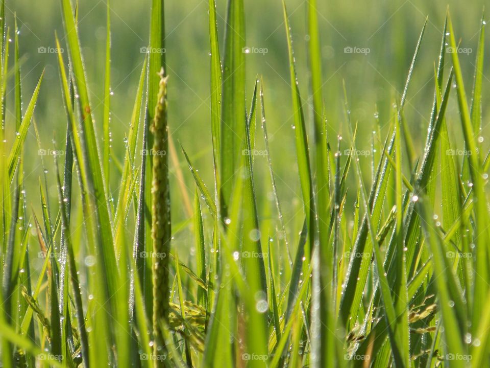 Morning dew among the rice plants