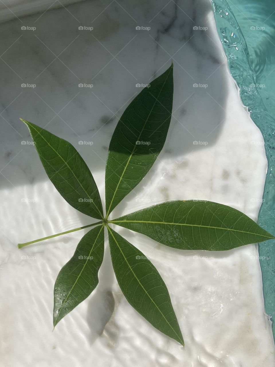 Leaf in water