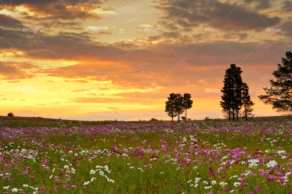 Sunset over a meadow of pink white and purple cosmos flowers. Beautiful clouds and landscape in Africa.