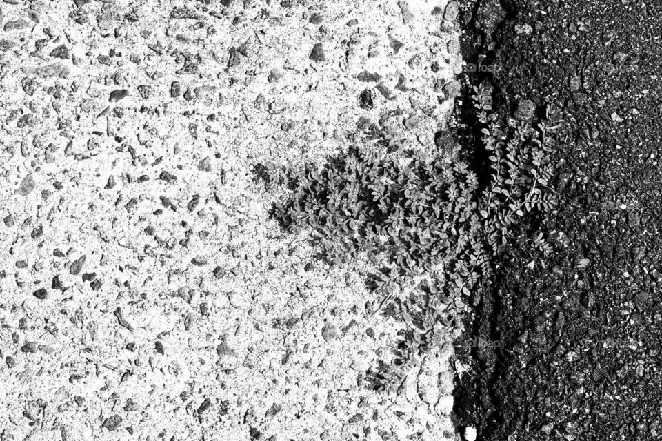 Weed growing in pavement