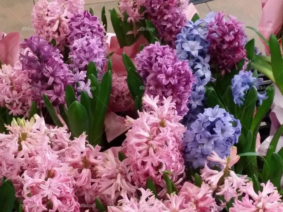 Hyacinths
