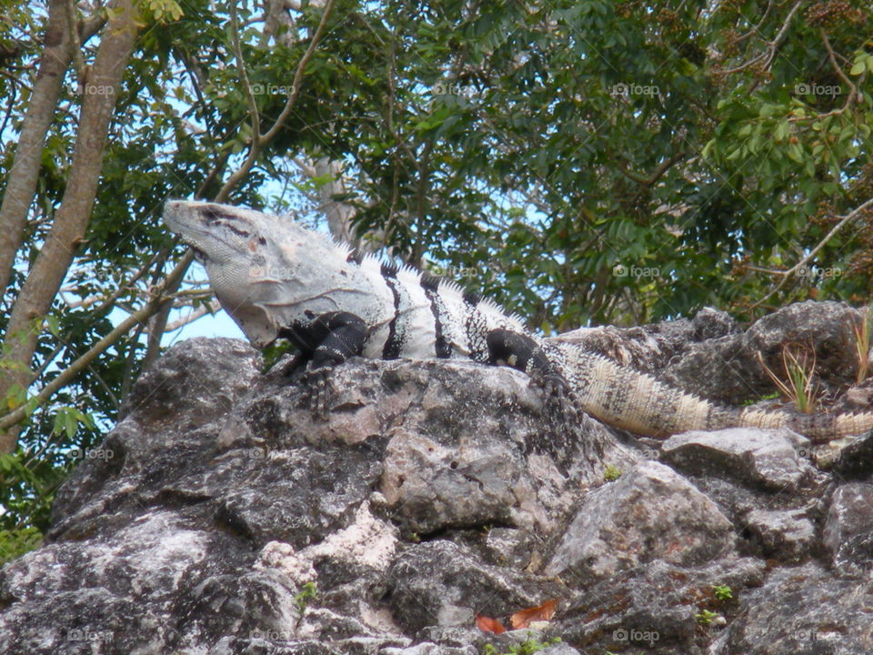 Wild Iguana in Mexico