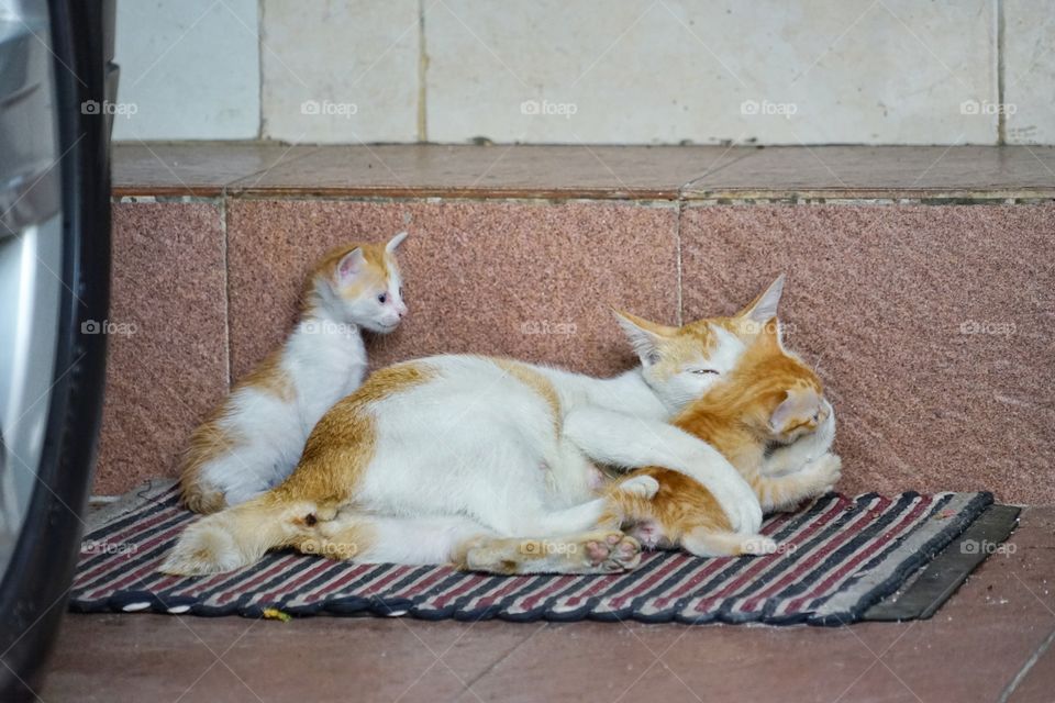 mom cat and her kids