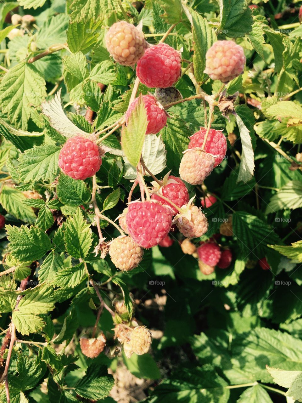 First Raspberries
