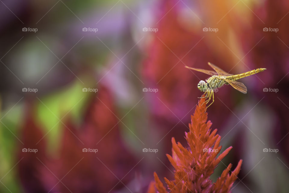 The dragonfly on Celosia argentea L. cv. Plumosa flower in garden