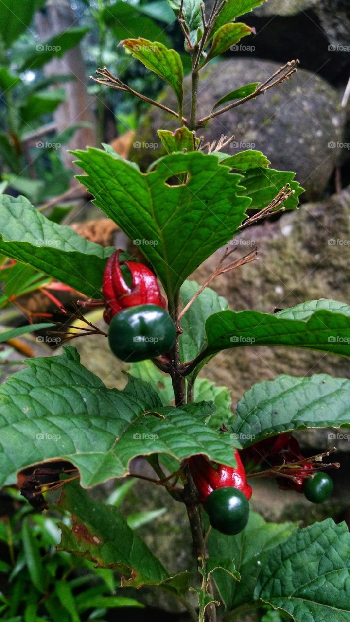 Strobilanthes crispa fruiting in the garden