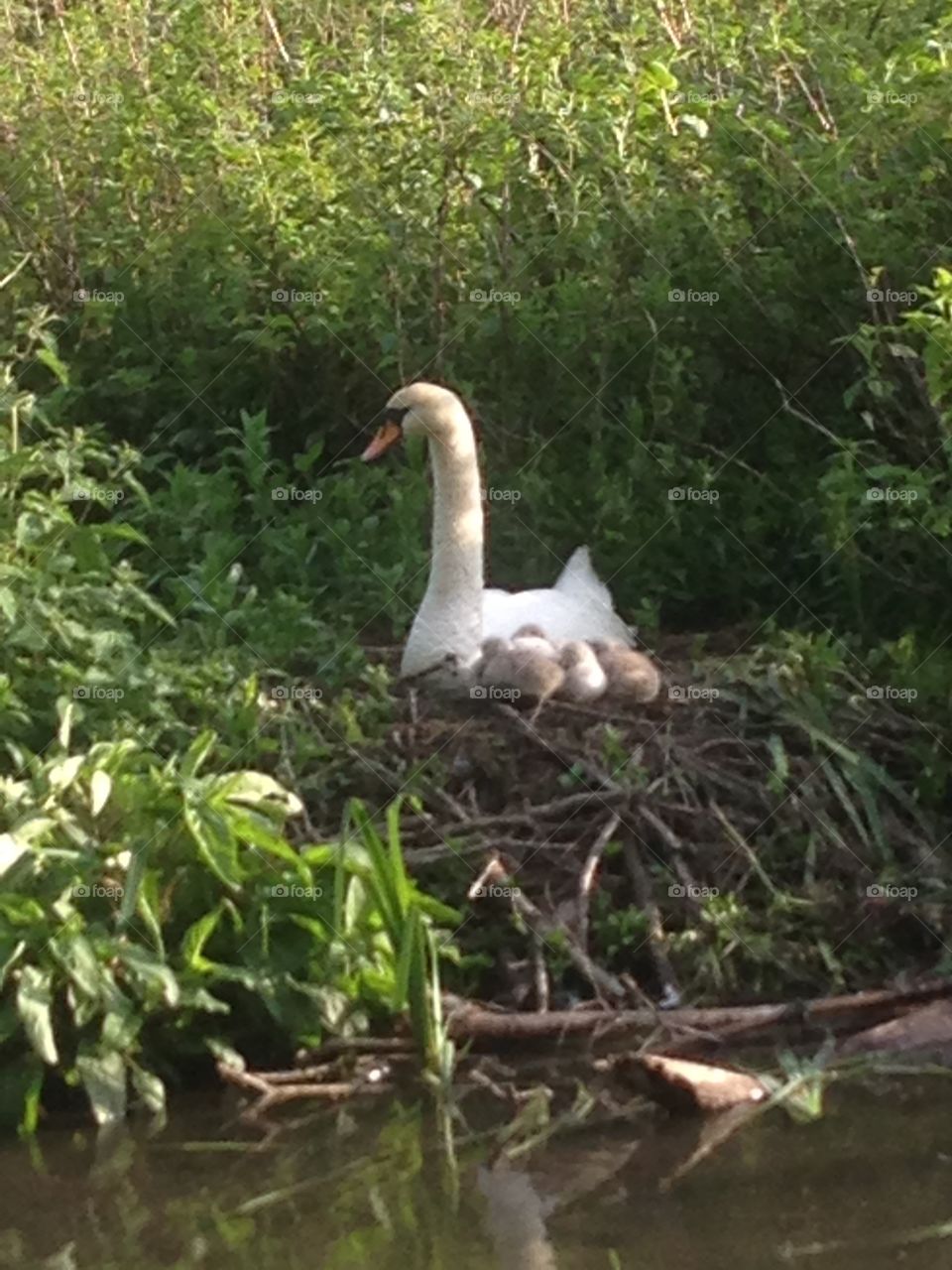 Swan and Cygnet's