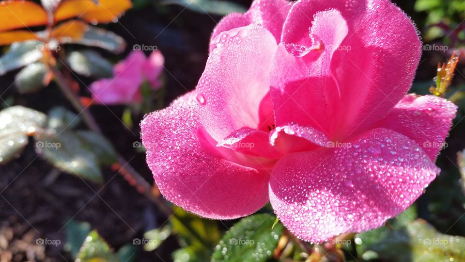 pink covered in dew