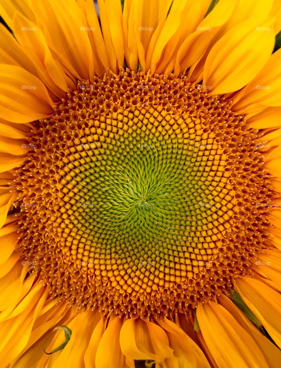 Sunflower 