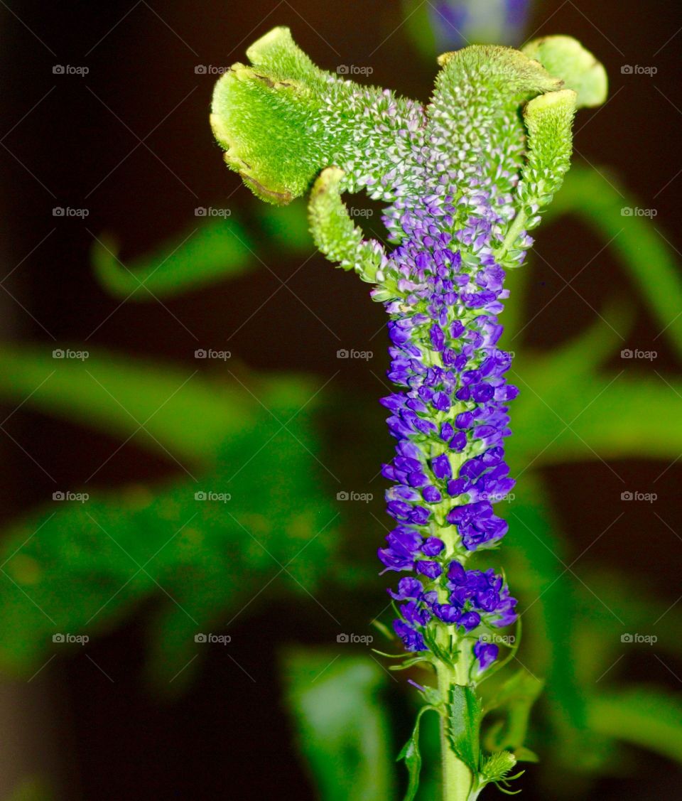 Close-up of a blue flower