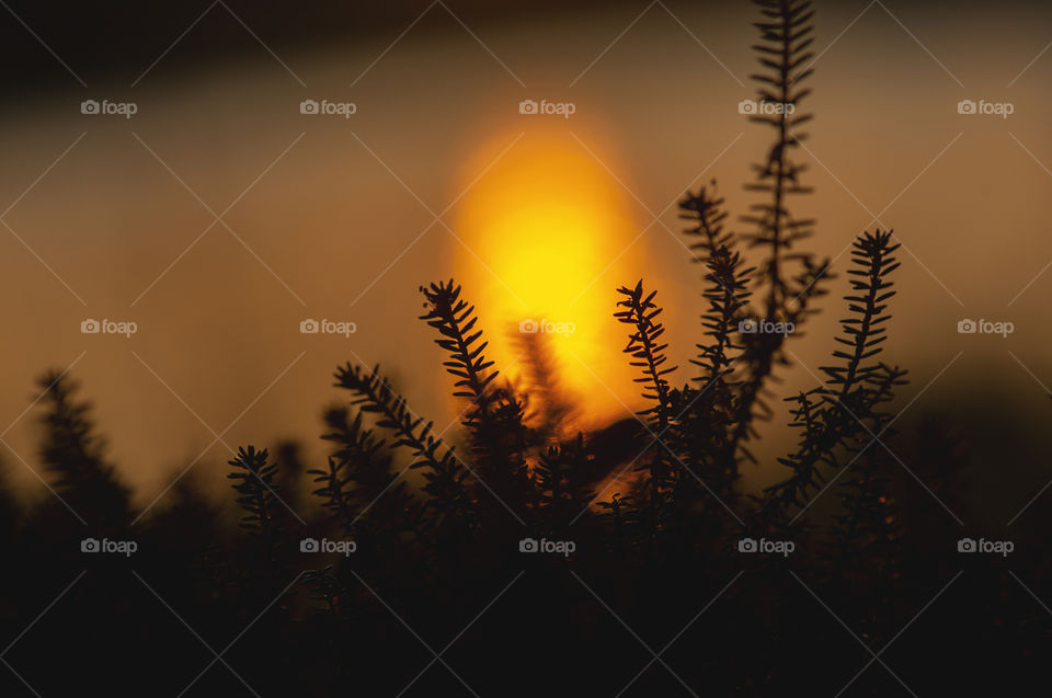 Sunset nature silhouettes