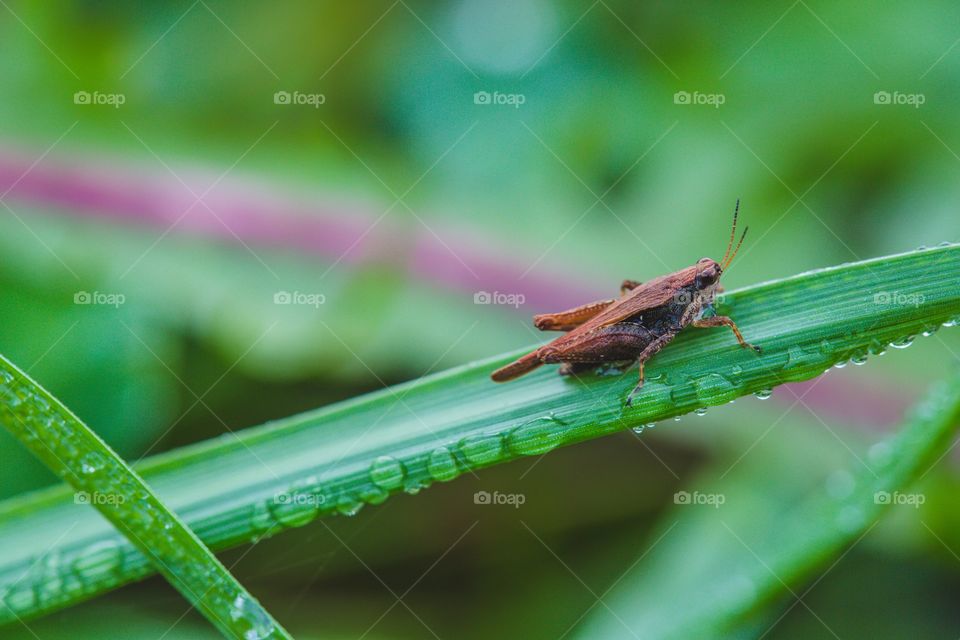 Grasshopper on grass 