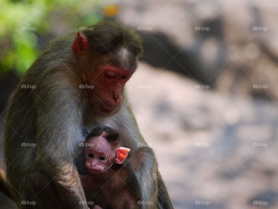 Monkey sitting with infant