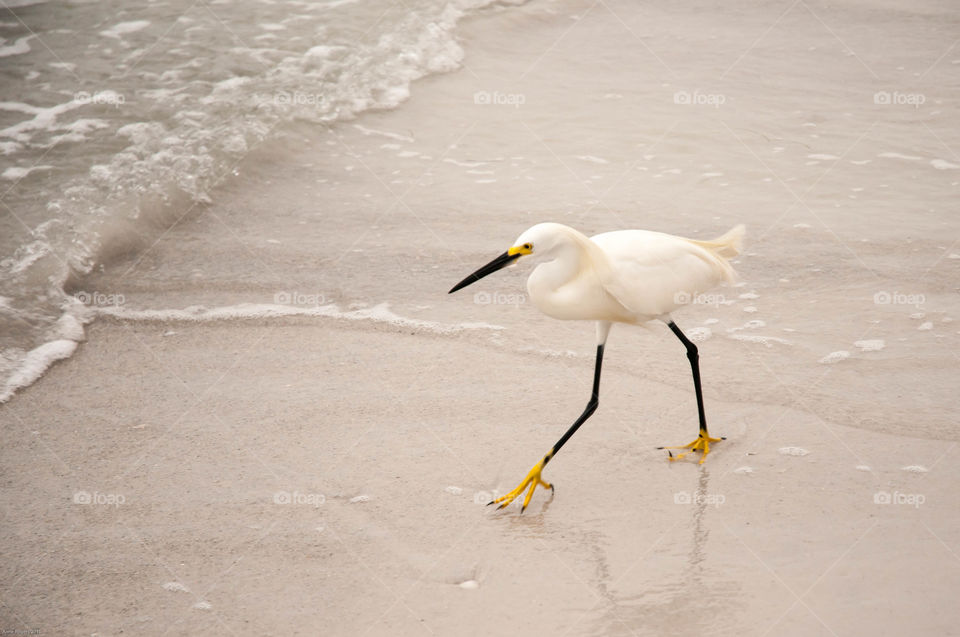 Shorebird at the beach