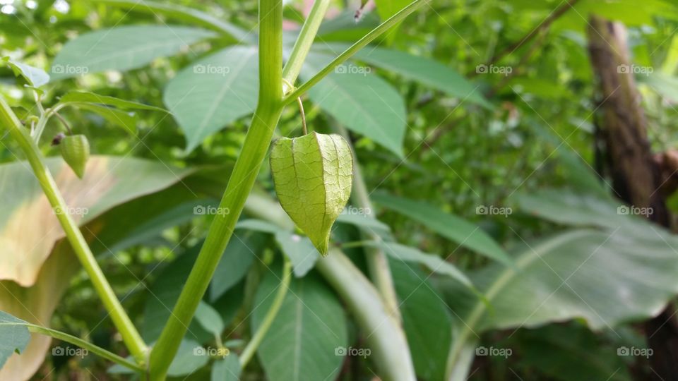 Indonesian ciplukan fruit(morel berry)