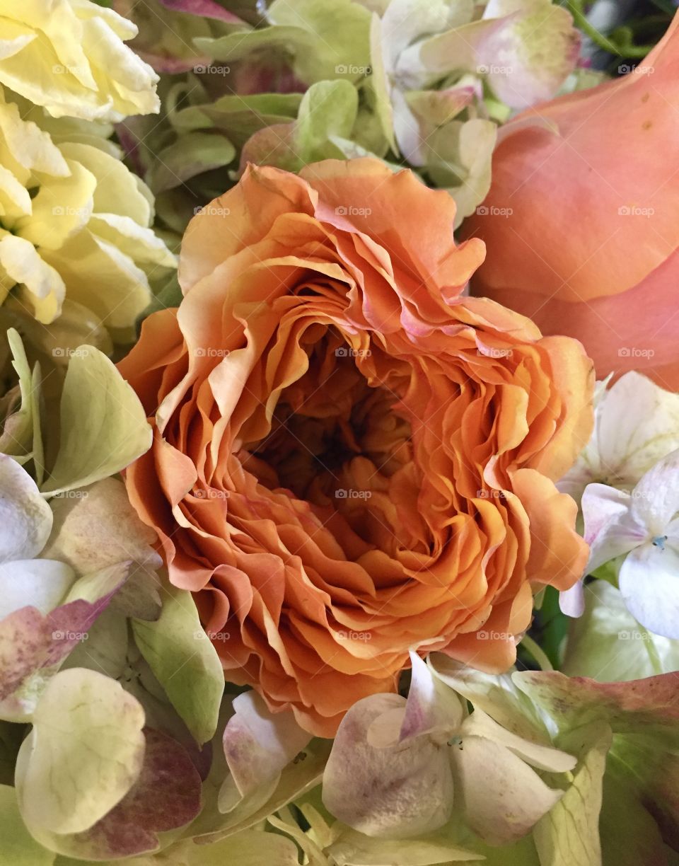 Gorgeous ruffles of a garden rose