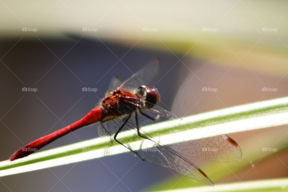 Red dragonfly