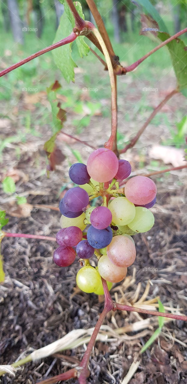 Colored grapes