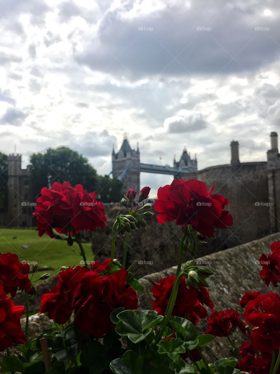 I loved capturing the views within the Tower of London. Not only of the beauty within, but the beauty that laid just outside of the gate. 