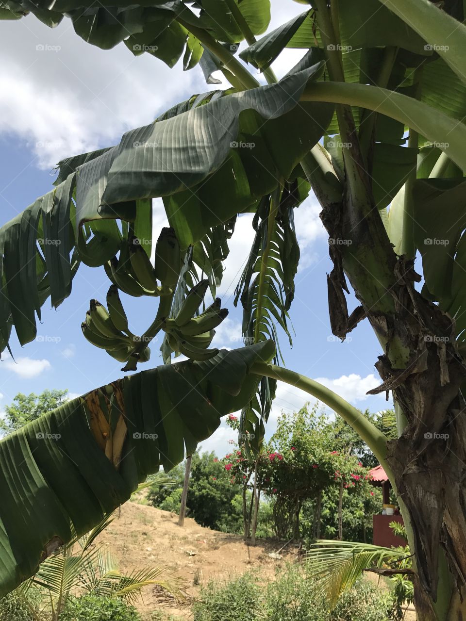 Platano tree growing on a farm in Colombia