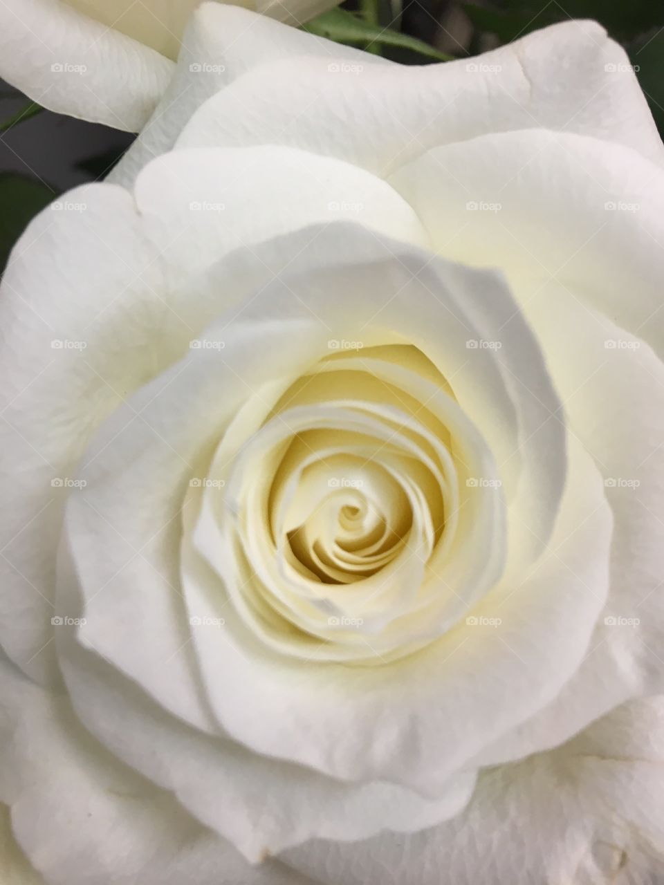 White Rose 