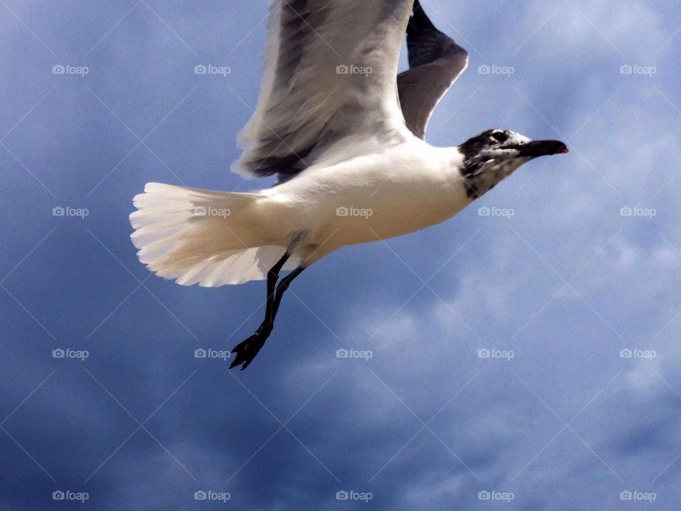 Seagull soaring. Florida