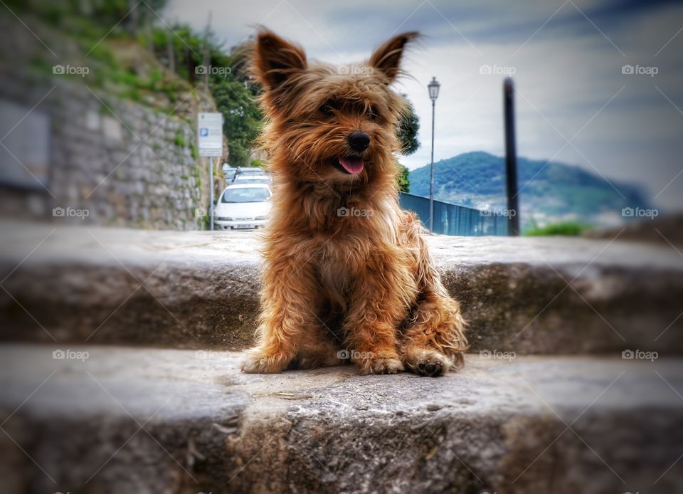 Cute italian dog Amalfi Coast