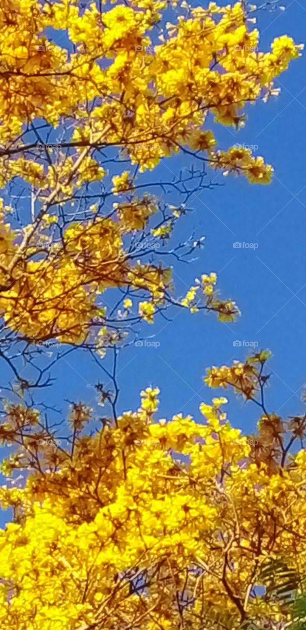 Beautiful flowering tree in bloom with bright yellow flowers against a clear blue sky.