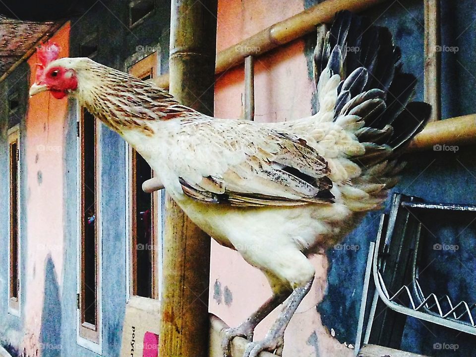 Hen