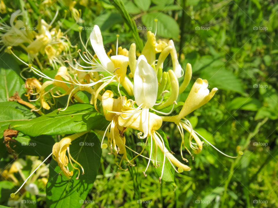 honeysuckle wildflowers
