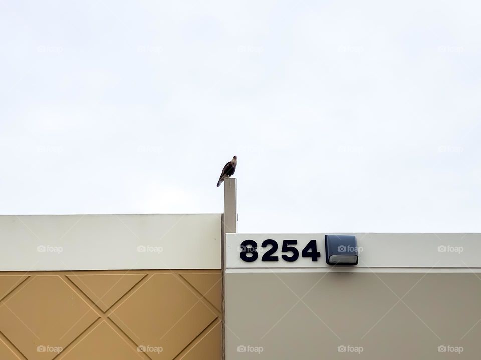 Urban wildlife: A Crested Caracara tropical falcon sitting at the top of a shopping center building.