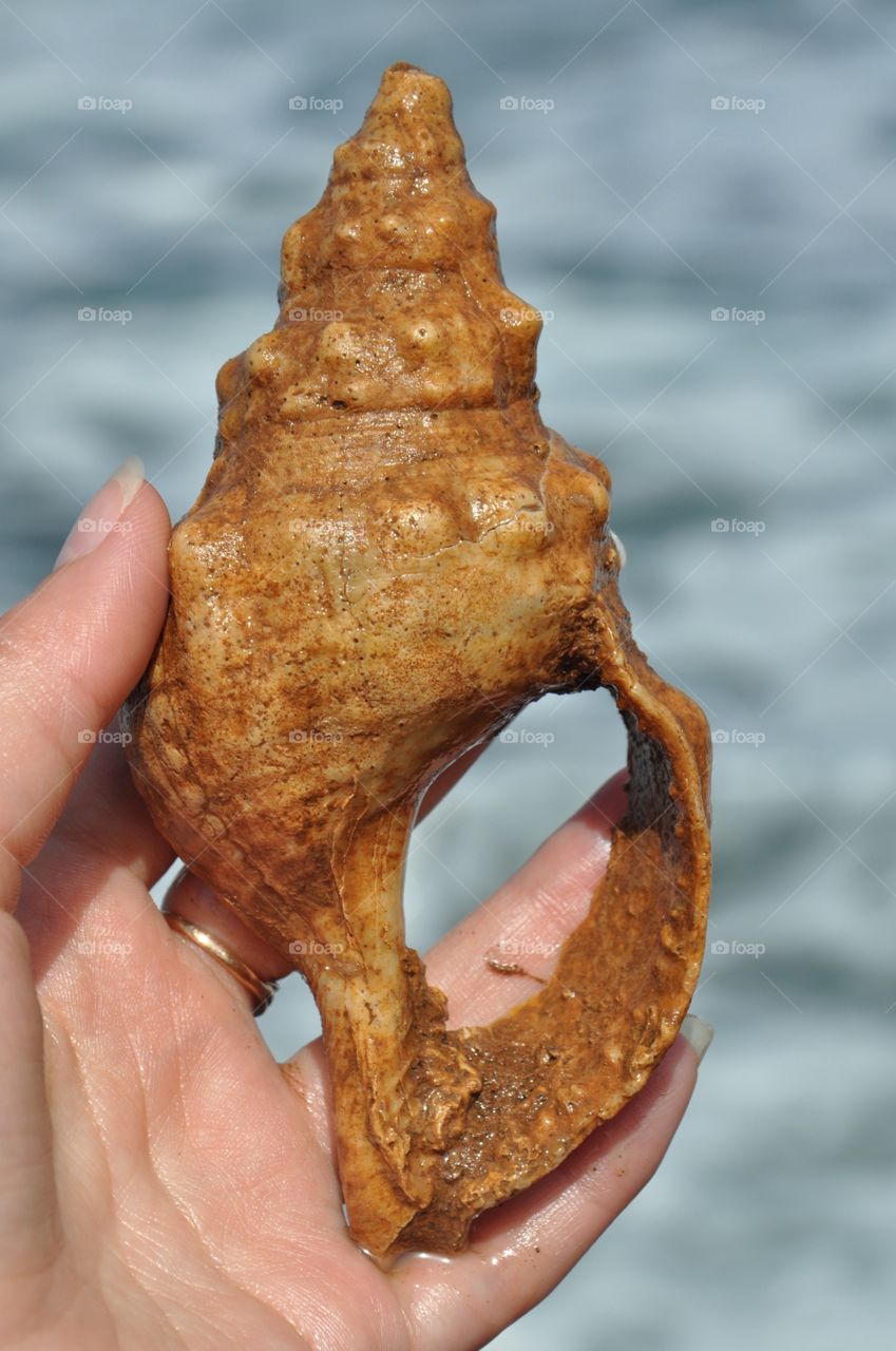 holding big old shell in a hand