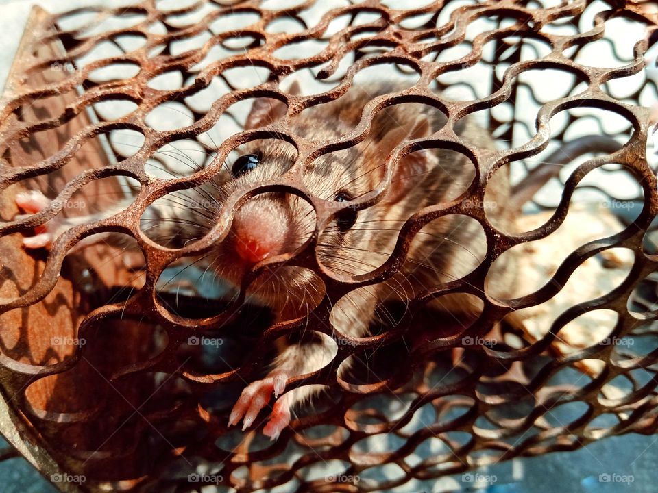 mouse in the cage looking for a way out.