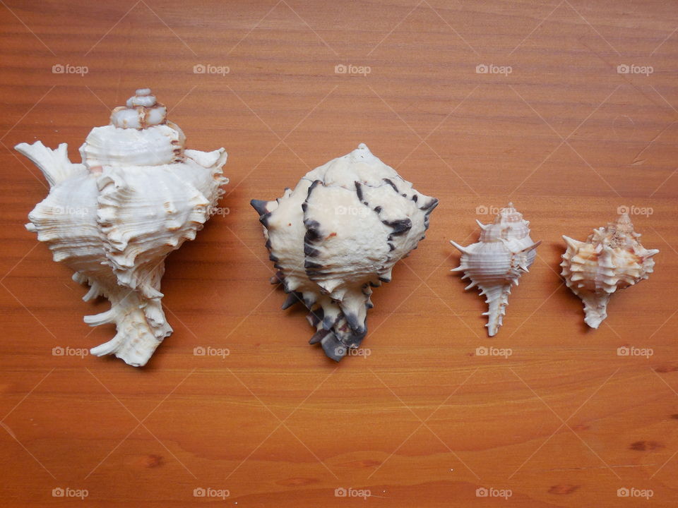 Conch seashells sized large to small