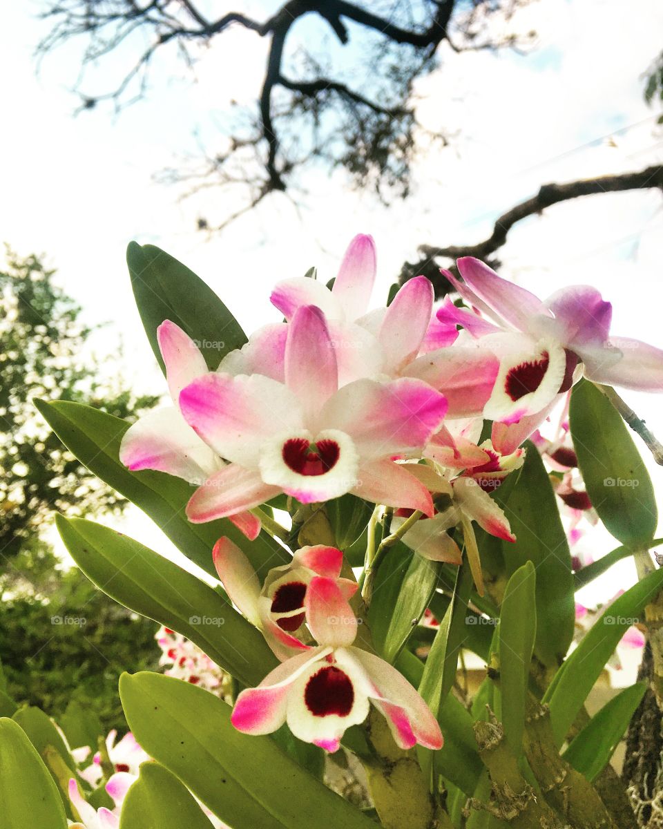 Orquídeas muito bonitas enfeitando o nosso jardim. Viva a beleza da natureza! / Very beautiful orchids gracing our garden. Long live the beauty of nature!