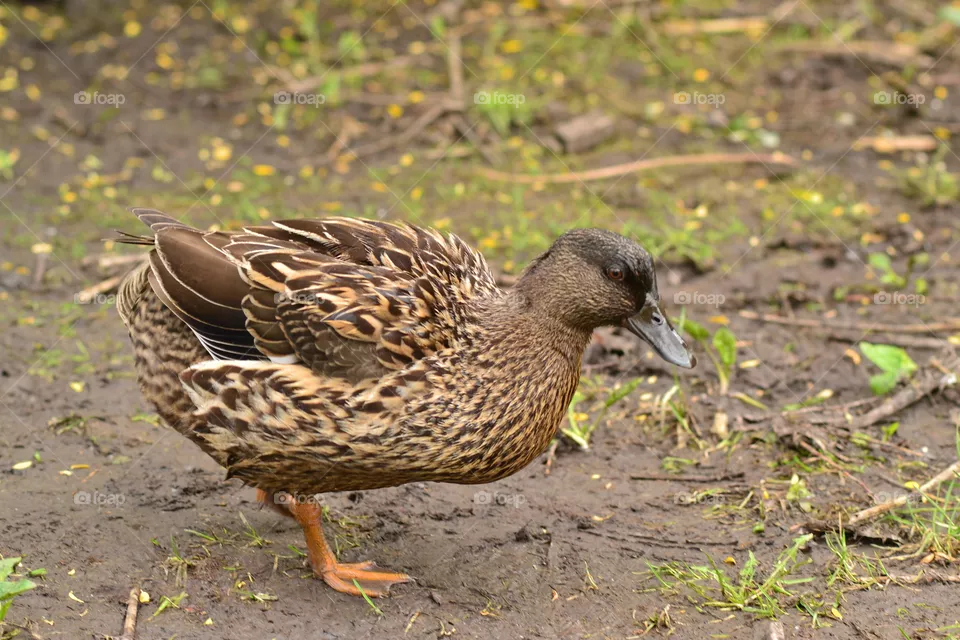 duck