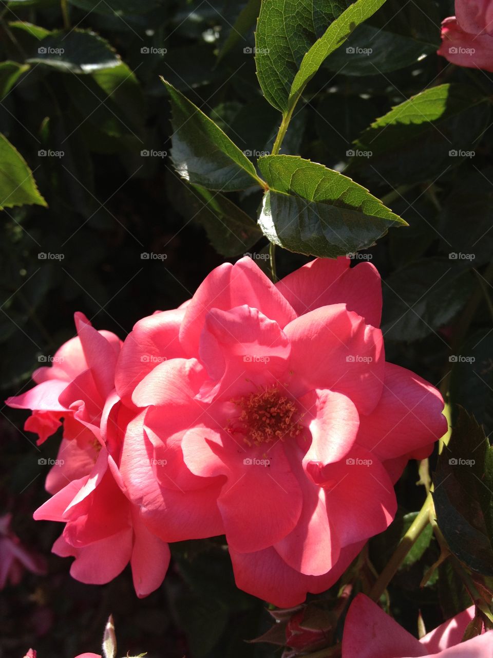 Pink Flower. Taken on the coast while on vacation with my wife.