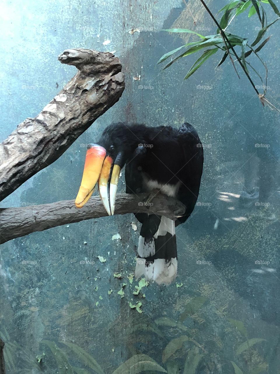 A photo of a large bird taken at an aviary.
