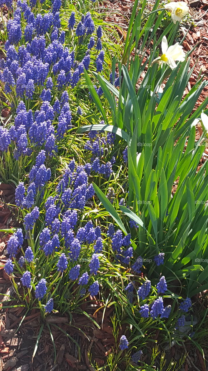 Flower, Flora, Nature, Garden, Blooming