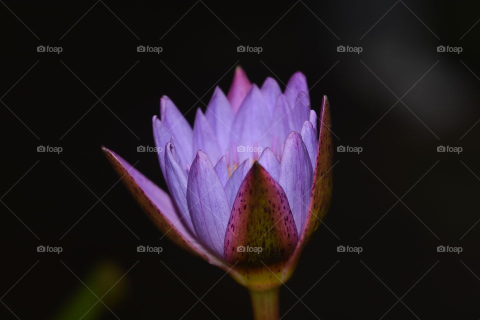 Close up photography of a lotus flower 