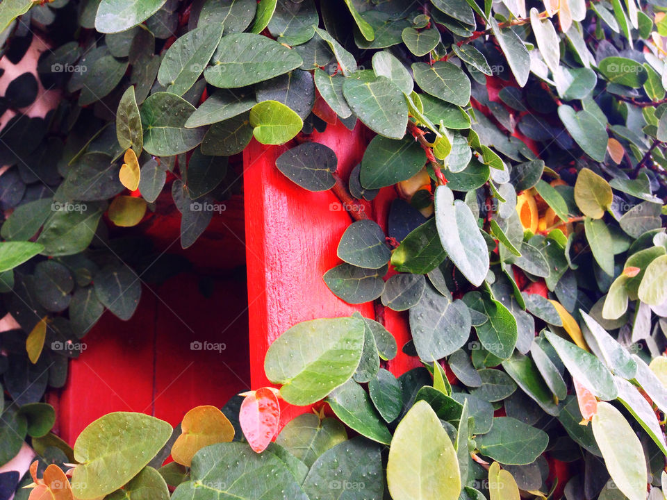 A red Postbox covering by creeping plants.