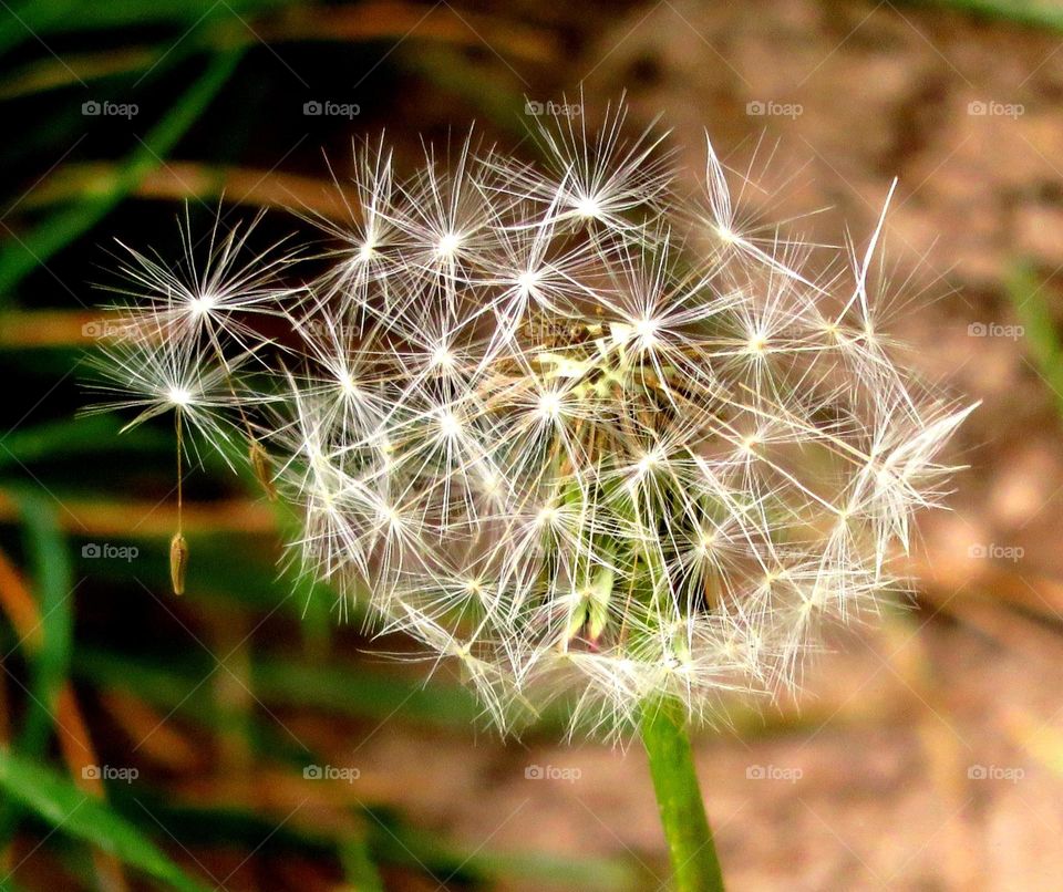 Spring dandelion