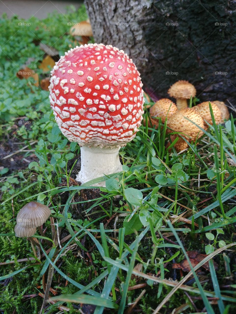 pilz Fliegenpilz mushroom herbst autumn