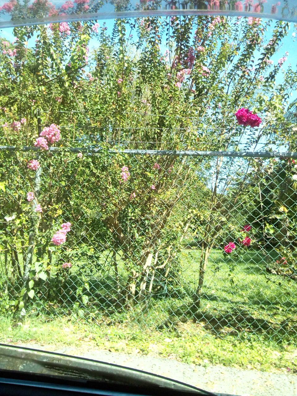 this picture is very beautiful to look at and I also know that we all need to have beautiful flowers in our yard.